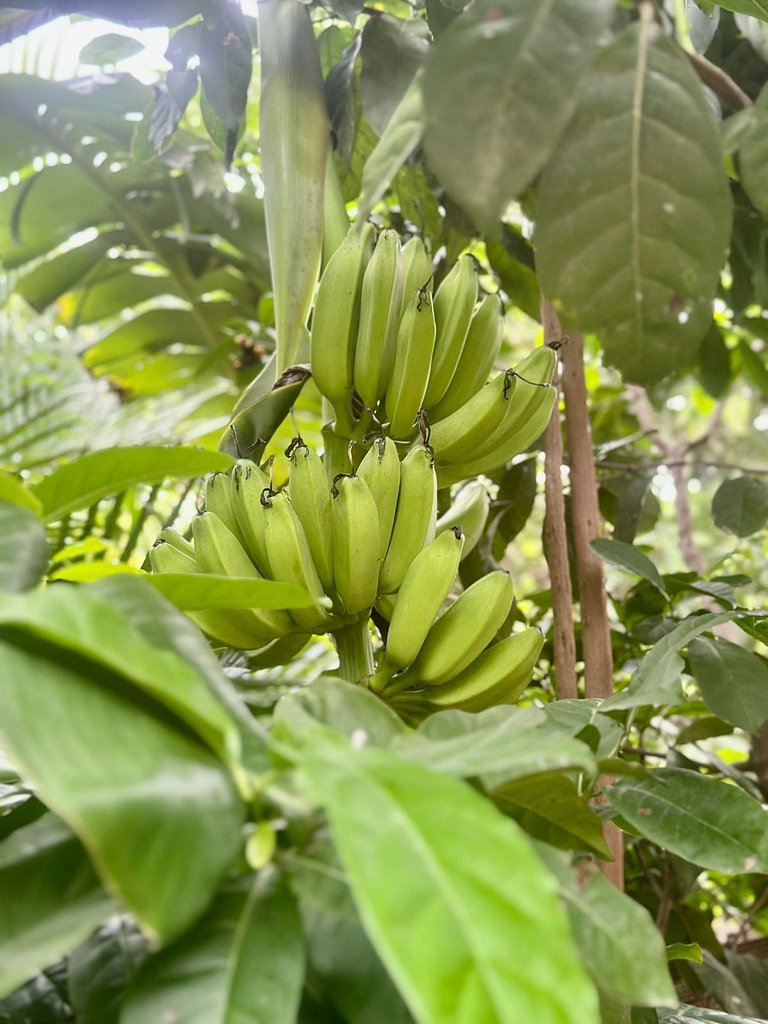Hacienda: Unidad #1 Bucerias